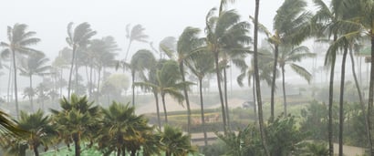 Naples Shutter Hurricane vs Tropical Storm