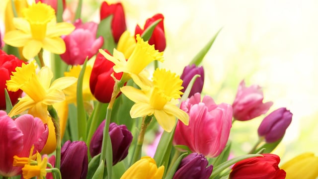 Spring-Flowers-Desktop.jpg